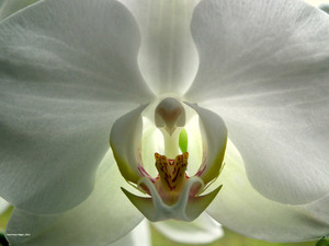 Foto de macro centro de la orquídea