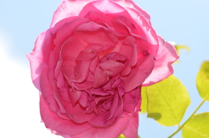 Flor color de rosa