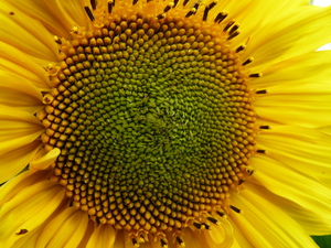 Sunflower close-up image