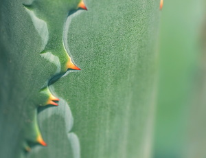 Cactus spini