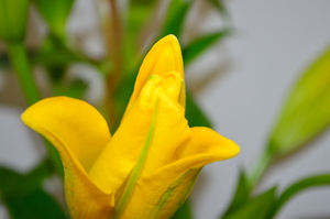 Желтый цветок крупным планом
