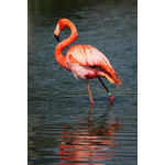 Red Flamingo