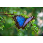 Papillon Morpho bleu