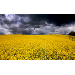 Campo de canola amarilla