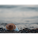 Coquille d’escargot sur des galets