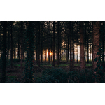 Forêt sombre avec le coucher du soleil