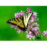 Borboleta na flor