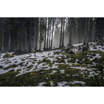 Spring snow melt in the forest