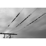 Birds on the wires