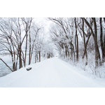 Thick snow and the trees