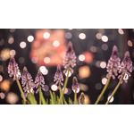 Flowers with lights background