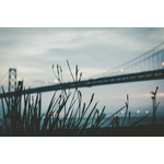 Field grass against the bridge