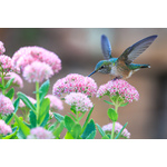 Colibri on pink flowers