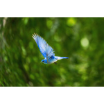 Flying blue bird