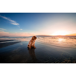 Pekingese Beach in de zonsondergang