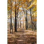 Arbres de Forrest en couleur jaune