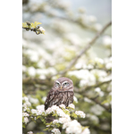 Owl on blossomed branch