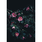 Pink flowers in dark