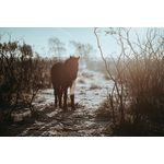 Caballo en el desierto