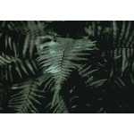 Fern image