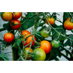 Image de tomates fraîches