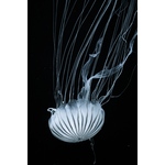 Jellyfish in the dark