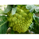 Romanesco brokolice