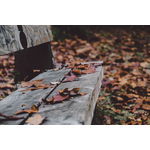 Wooden bench in leaves