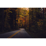 Alberi di autunno sulla strada