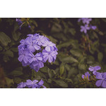 Violett blomma bild