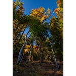 Autunno nella foresta di Bled