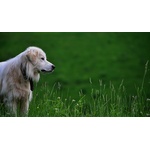 Blonde hond in gras