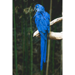 Blue parrot