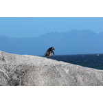 Tux en Boulders Beach, ciudad del cabo, Sudáfrica (Unsplash) .jpg