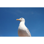 Seagull onder de blauwe hemel