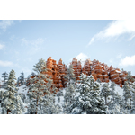 Floresta no Parque Nacional de Bryce Canyon, Estados Unidos (Unsplash). jpg