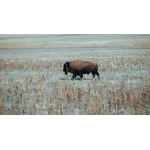 Buffalo dans une prairie sèche