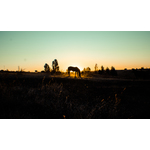 Caballo en el atardecer