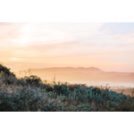 Herbes curatives dans le ciel de coucher du soleil