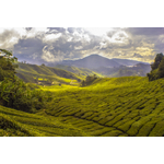 Alanları Cameron Highlands, Malezya