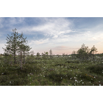 Landscape with floral meadow