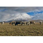 Cattle in the meadow