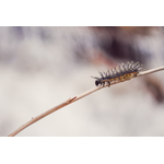 Caterpillar on a branch