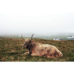 Bovine resting in the field