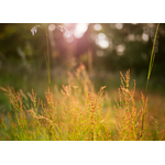 Feuilles d’herbe en plein soleil