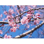 Cherry blossom tree