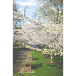 Cherry bloemen in het Park