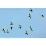 Parrots flying