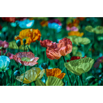 Colorful poppies