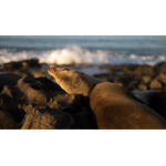 Chilling sea lion